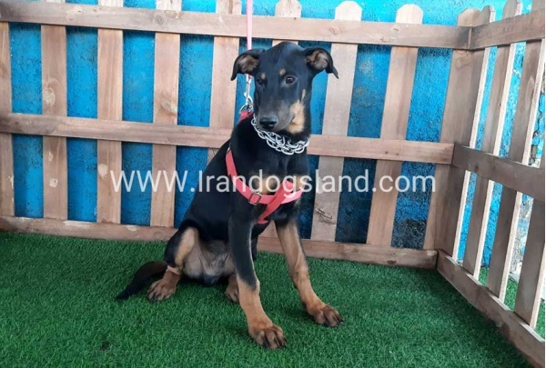 --doberman-66_10_1089838208