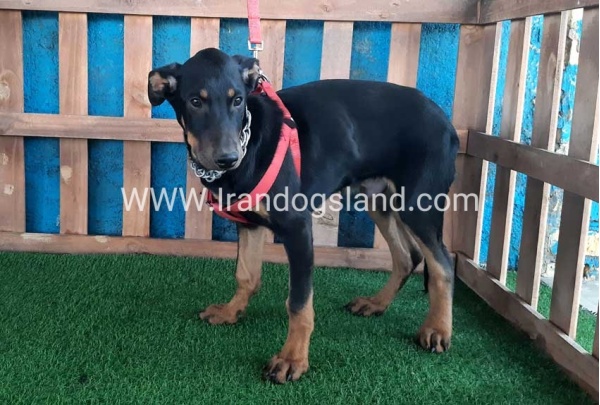 --doberman-66_11