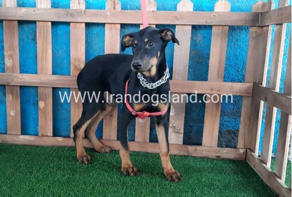 --doberman-66_12