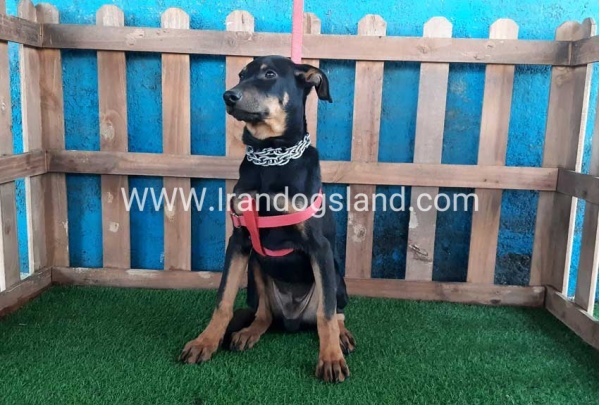 --doberman-66_3