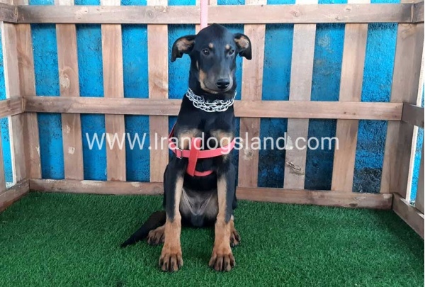 --doberman-66_5