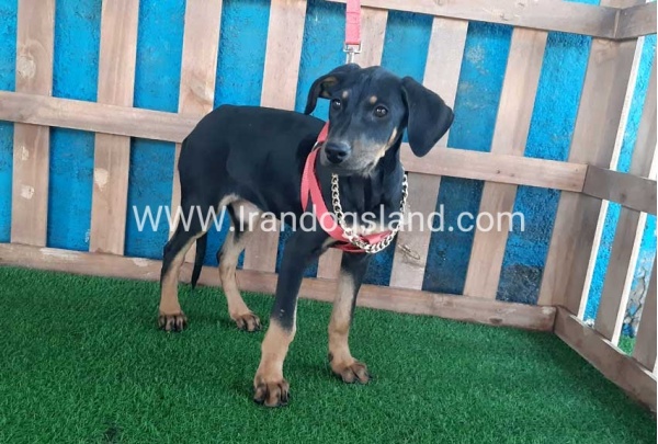 --doberman-67_1