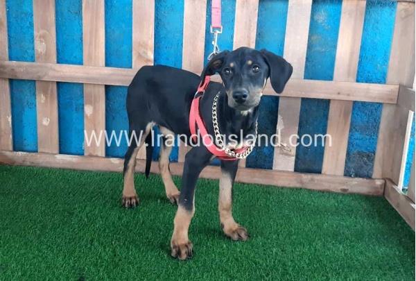 --doberman-67_10