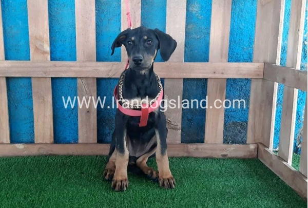 --doberman-67_2