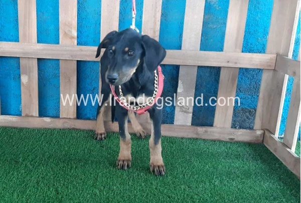 --doberman-67_5