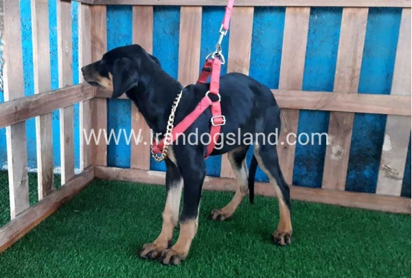 --doberman-67_6