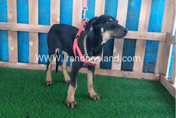 --doberman-67_9