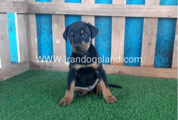 --doberman-68_1