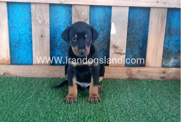--doberman-68_2