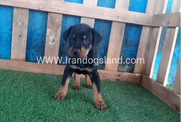 --doberman-68_4