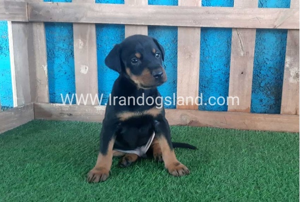 --doberman-68_5
