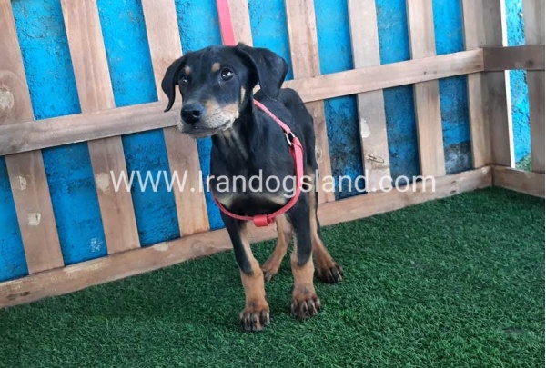 --doberman-73_1
