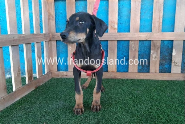 --doberman-73_2