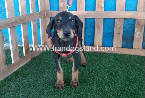 --doberman-73_3