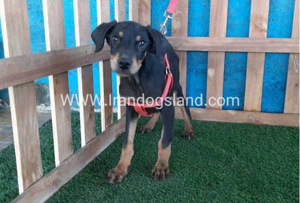 --doberman-73_4