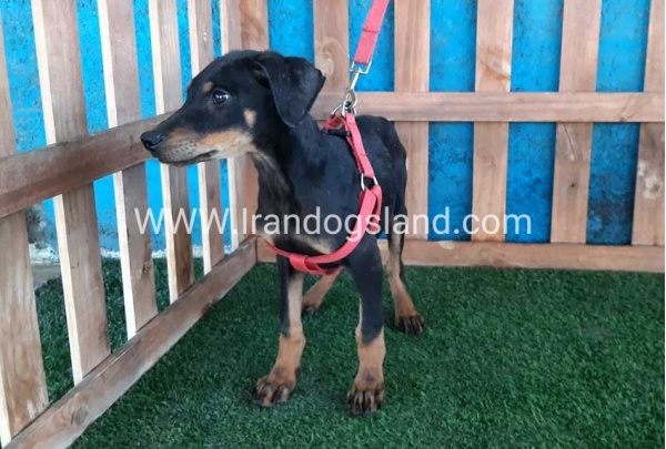 --doberman-73_5