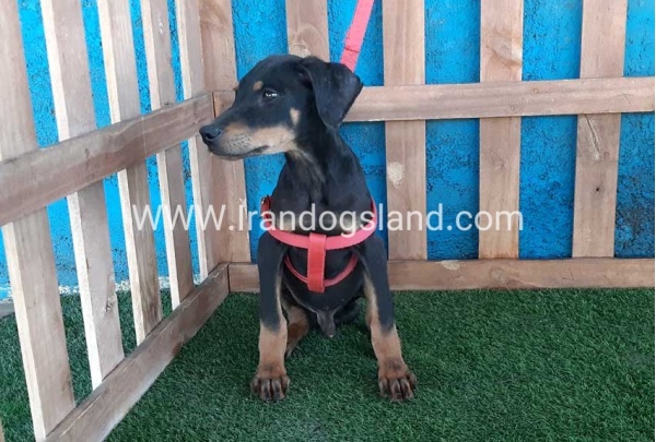 --doberman-73_7