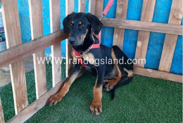 --doberman-74_1