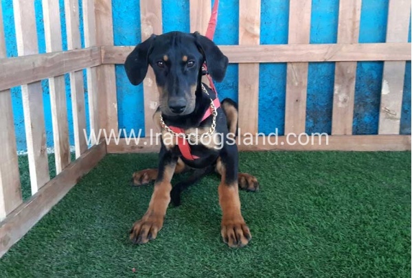 --doberman-74_10