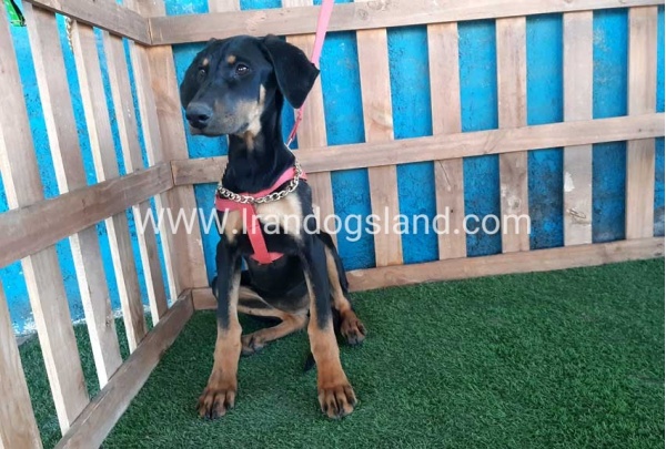 --doberman-74_11