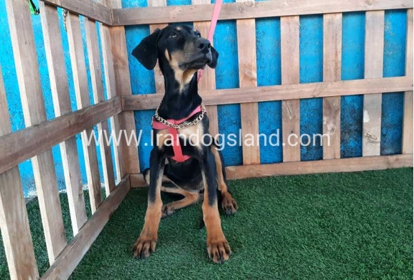 --doberman-74_12