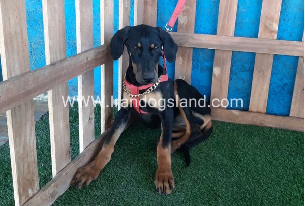--doberman-74_2