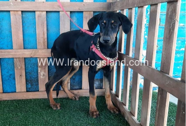 --doberman-74_3