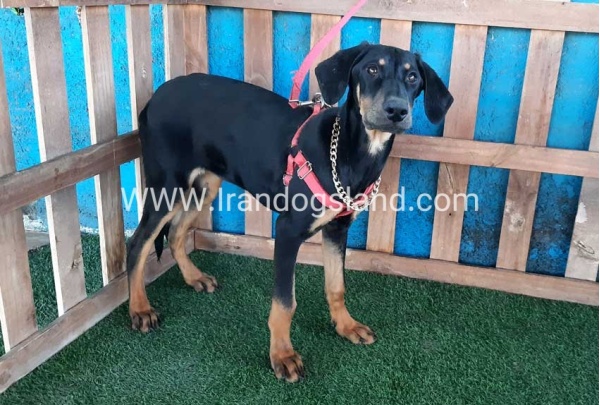 --doberman-74_4