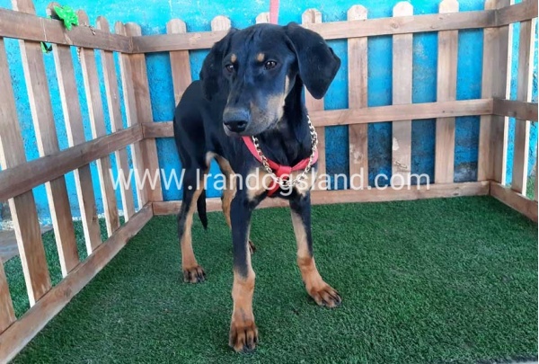 --doberman-74_5