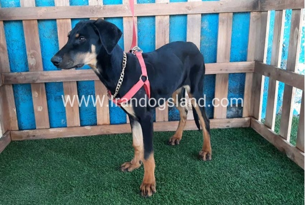 --doberman-74_6