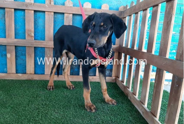 --doberman-74_7