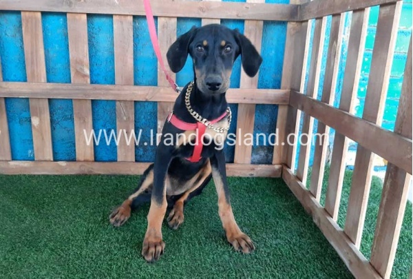 --doberman-74_8