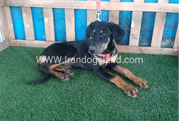 --doberman-74_9
