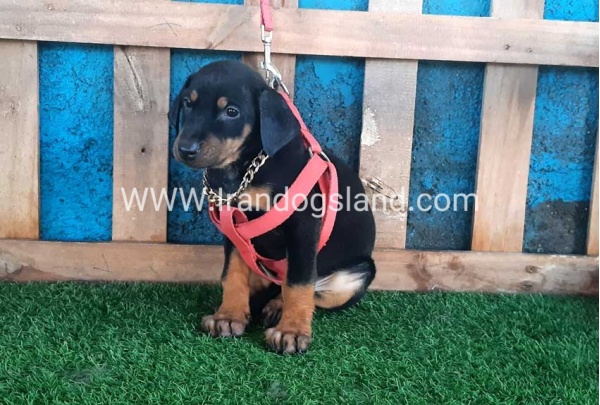 --doberman-75_1