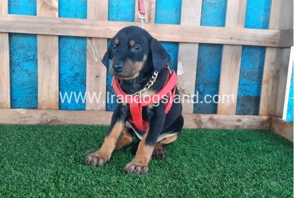 --doberman-75_10