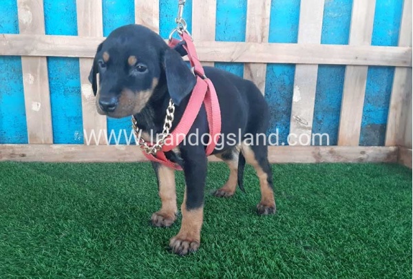--doberman-75_11