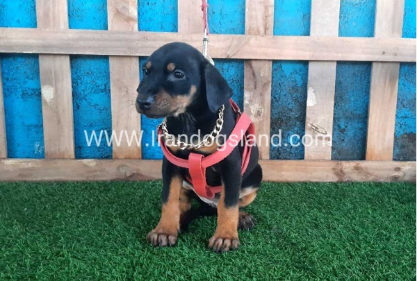 --doberman-75_2