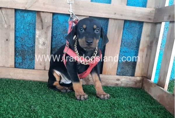 --doberman-75_5