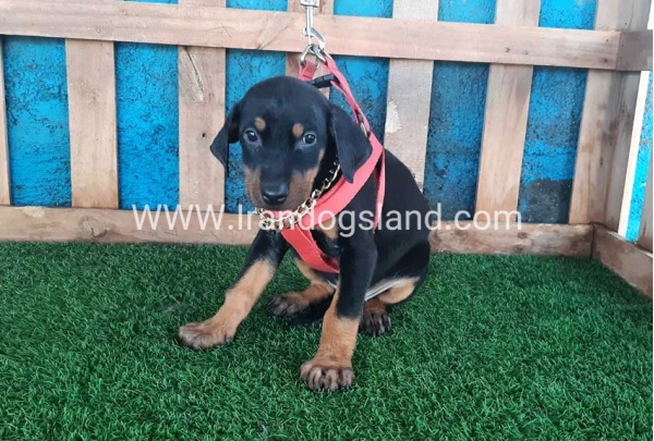 --doberman-75_6
