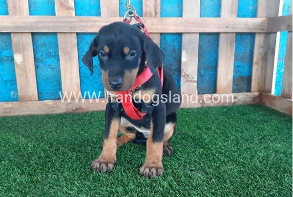 --doberman-75_7