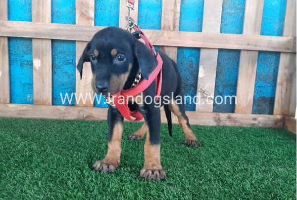 --doberman-75_8