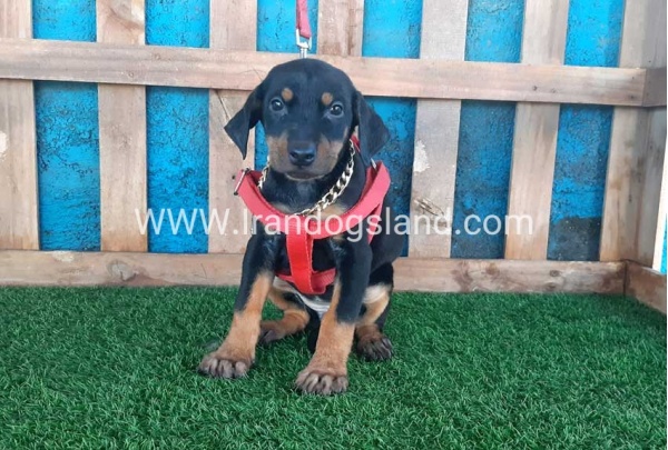 --doberman-75_9