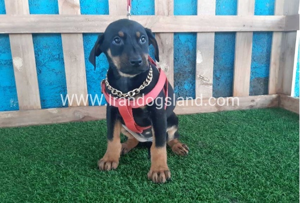 --doberman-76_1