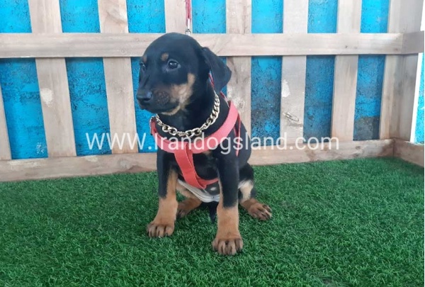 --doberman-76_11