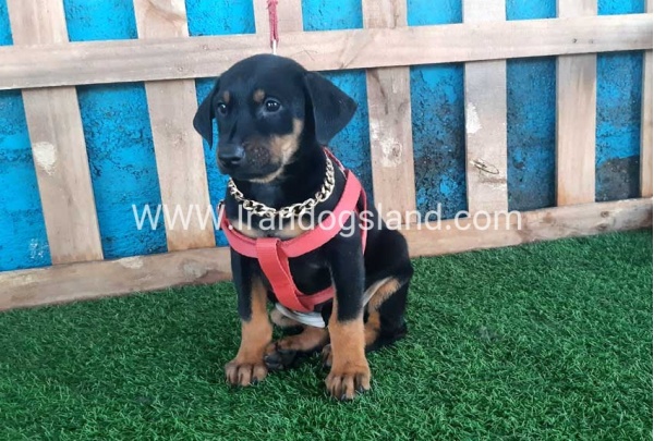 --doberman-76_2