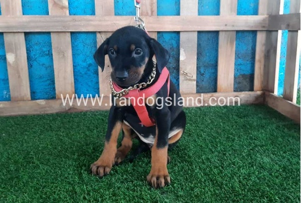 --doberman-76_3