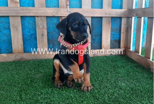 --doberman-76_4