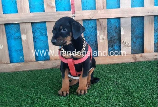 --doberman-76_8