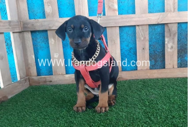 --doberman-76_9