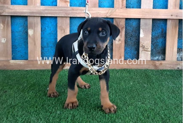 --doberman-84_1